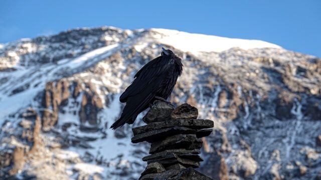 A Kilimanjaro raven sits on top of a cairn with the snow-capped summit of Kilimanjaro in the background, as seen from Karanga Camp during the Climb Kilimanjaro Expedition with the Life Happens Outdoors team.