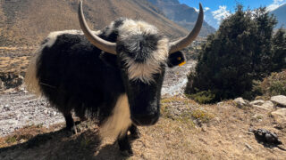 A yak grazing in the Gokyo Valley during the Gokyo Lakes Trek, one of the best treks for views of Mount Everest with the Life Happens Outdoors team.