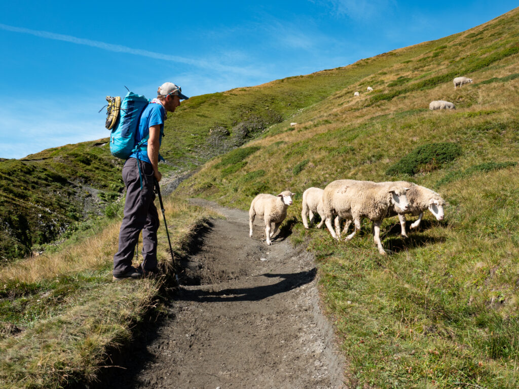 Life Happens Outdoors community member hiking the Tour du Mont Blanc encountering sheep on an alpine trail in the Aiguille Rouge above Chamonix.