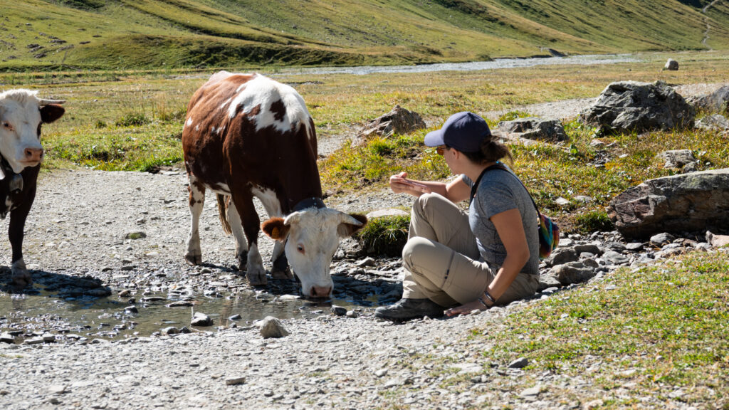Life Happens Outdoors community member resting beside alpine cows while trekking the Tour du Mont Blanc.