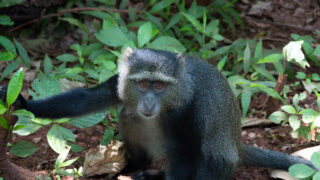 Monkey in forest on the lower slopes of Mount Kilimanjaro.