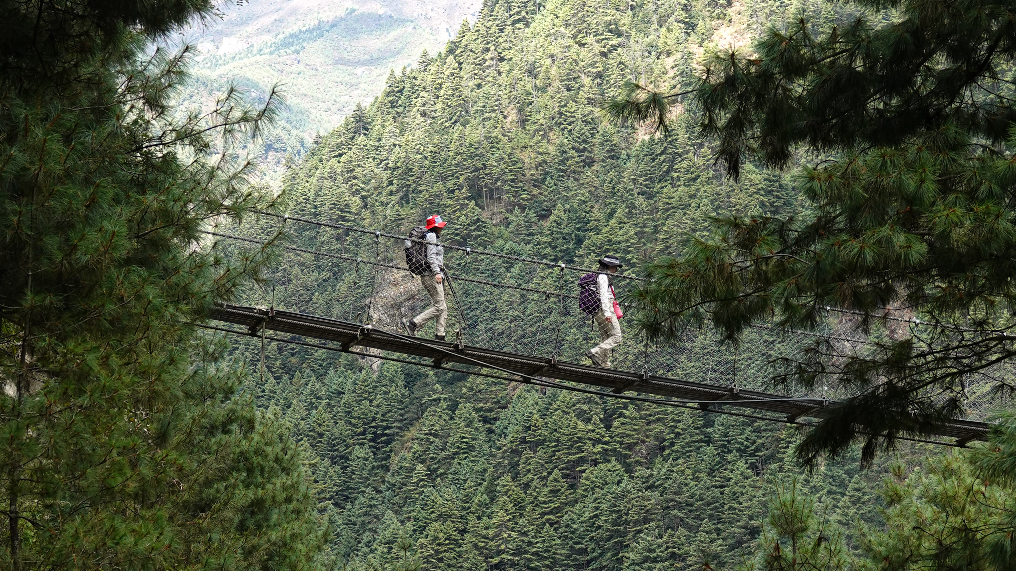 Trekkers crossing a suspension bridge through pine forest on the Everest Base Camp route in Nepal