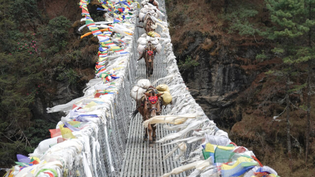 Pack mules crossing a prayer flag lined suspension bridge on a Nepal trekking route with Life Happens Outdoors